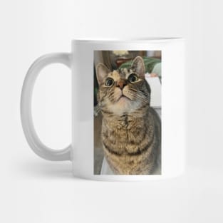 Cat Curiosity Mug